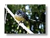 wkrm-fantail-13x18.jpg