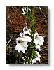 wkrm-flower-13x18.jpg