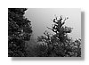 wkrm-fog2-10x15.jpg