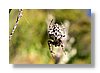 wkrm-spider-10x15.jpg