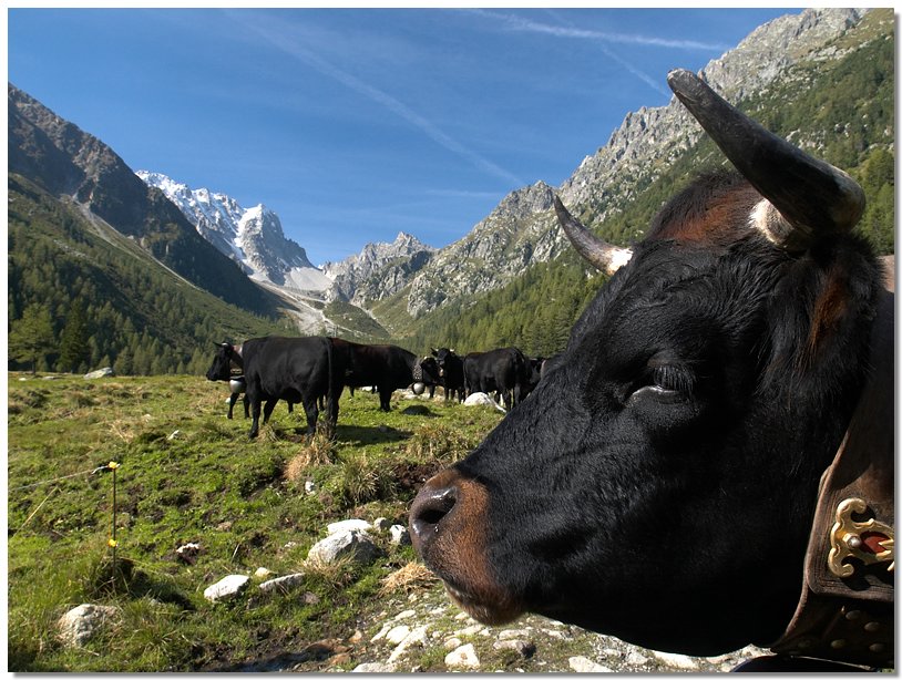 arpette-cows.jpg