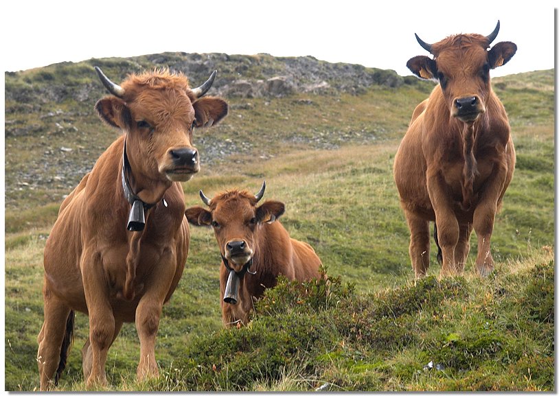 les_tufs-calves.jpg