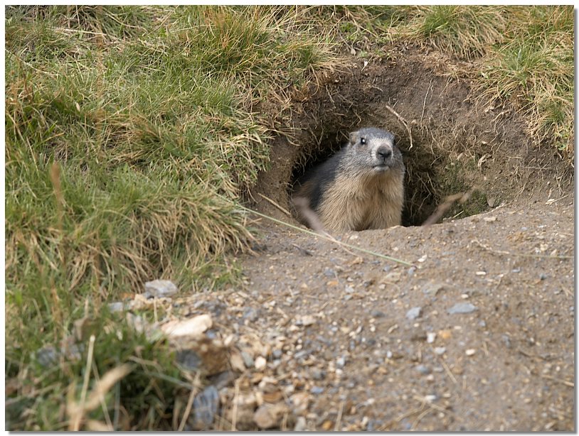 marmot.jpg