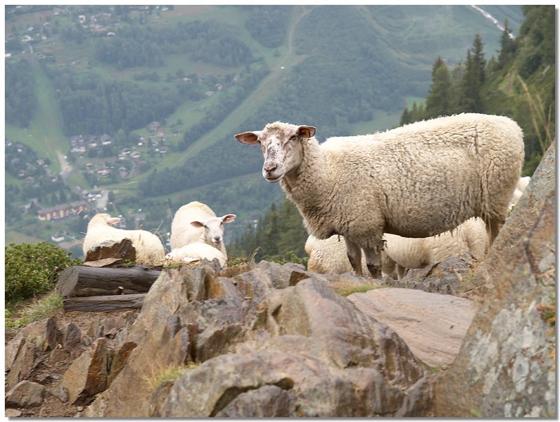 sheep_chamonix.jpg