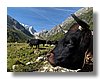 arpette-cows.jpg