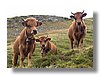 les_tufs-calves.jpg