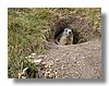 marmot.jpg