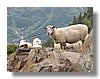 sheep_chamonix.jpg